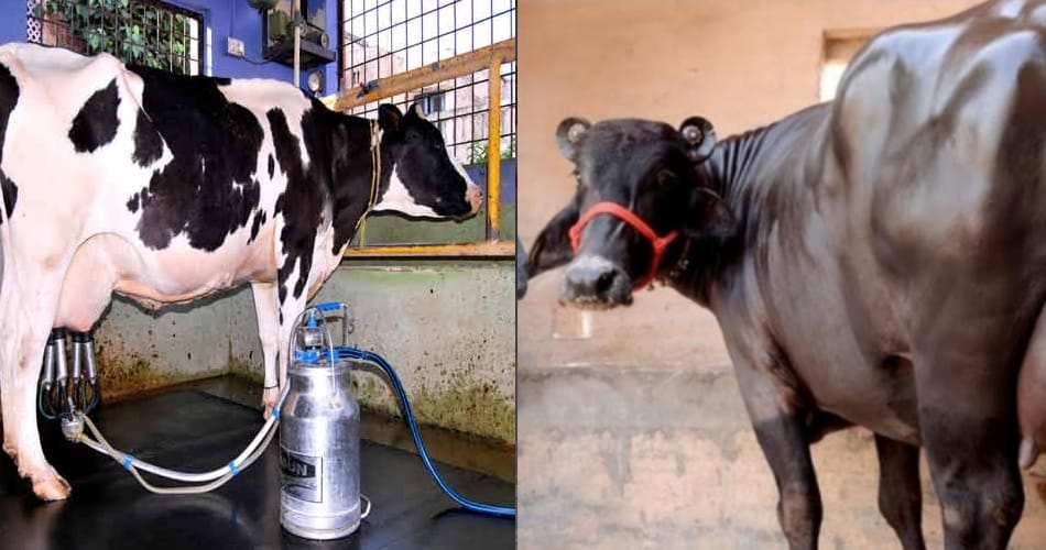 Controversy over the issue of animal husbandry