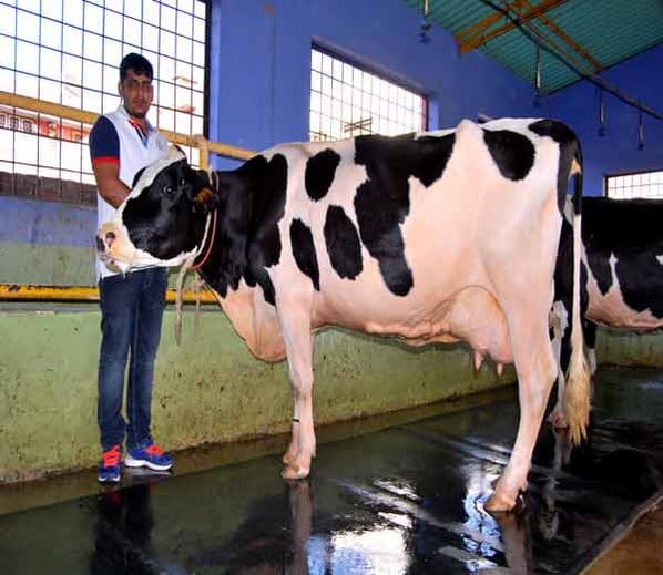 national award winner holstein friesian cattle jaccob of karnal, like murrah buffalo sapna