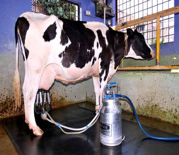 national award winner holstein friesian cattle jaccob of karnal, like murrah buffalo sapna