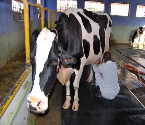 national award winner holstein friesian cattle jaccob of karnal, like murrah buffalo sapna