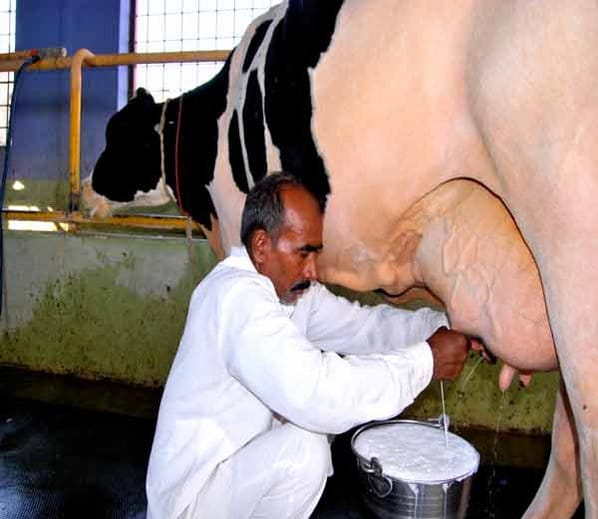 national award winner holstein friesian cattle jaccob of karnal, like murrah buffalo sapna