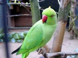 Parrot says extra marital story of his owner