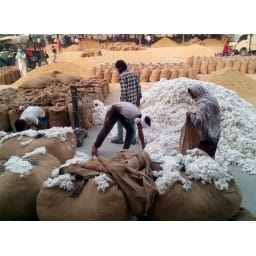 mandi, cotton, selling, start, kaithal