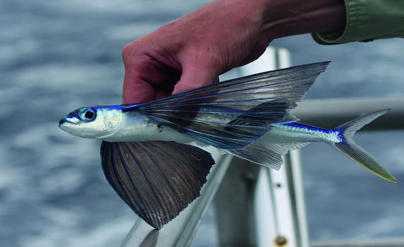 the Mystery of the Flying Fish