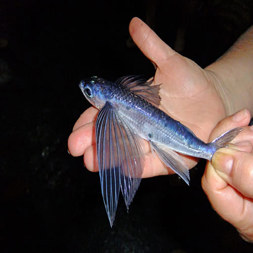 the Mystery of the Flying Fish