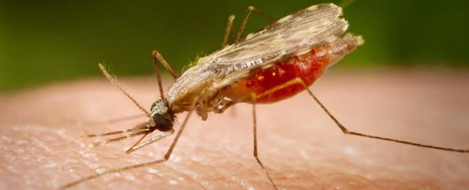 break bone chikungunya fever 