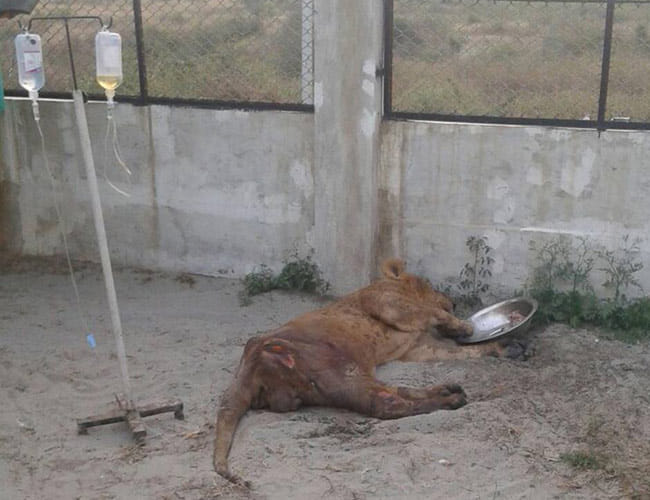 lionesss greeshma condition deteriorates 
