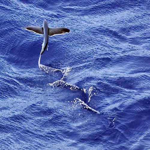 the Mystery of the Flying Fish