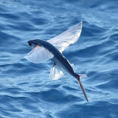 the Mystery of the Flying Fish