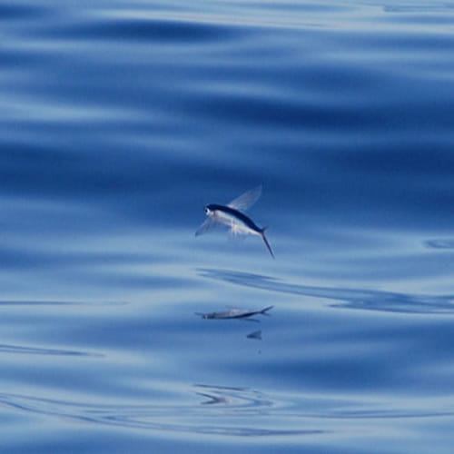 the Mystery of the Flying Fish
