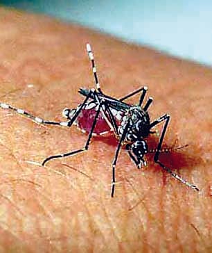 The young man in the grip of dengue Bageshwar