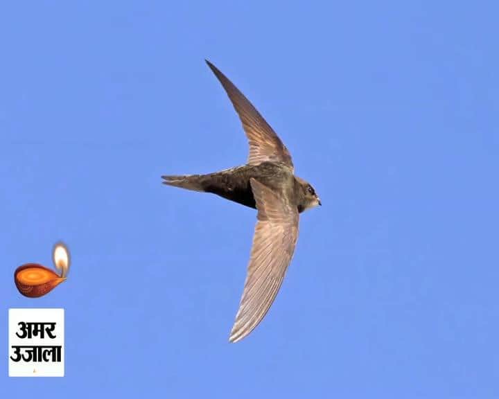 चिड़िया ने बनाया 10 महीने तक लगातार बिना रुके उड़ने का रिकॉर्ड