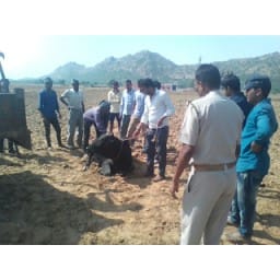 cow smugglar,crime, police,cow, narnaul