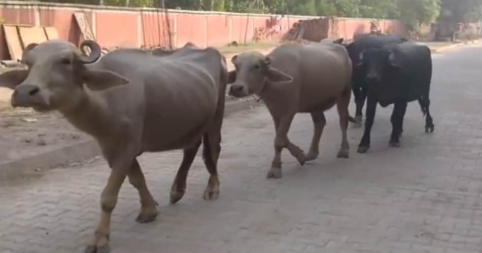 unique villaage of india, sorrounded by dariya from three sides