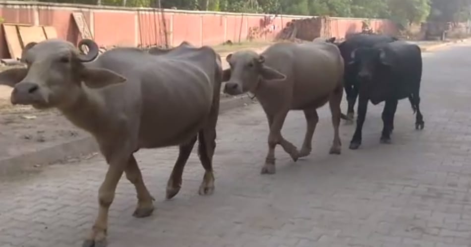 unique village of india, where people follow unique tradition and celebrate diwali on next day
