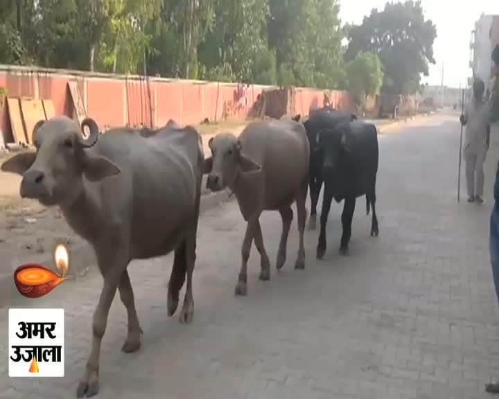 चंडीगढ़ चिल्ला गांव