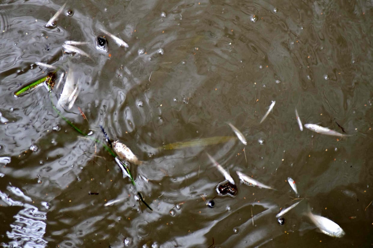 Fishes dead in the Ganga