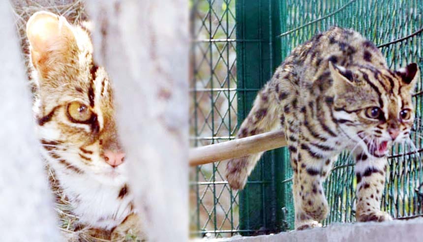 Kanpur zoo attraction wild lapourd cats