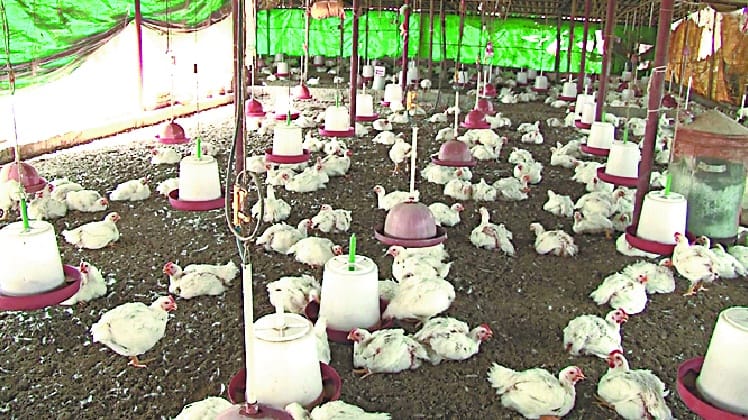 Baghpat off the supply of poultry from outside