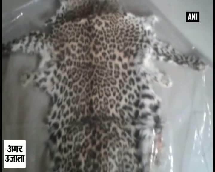 मोरादाबाद टाइगर