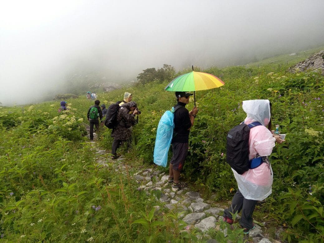 world heritage site valley of flowers.