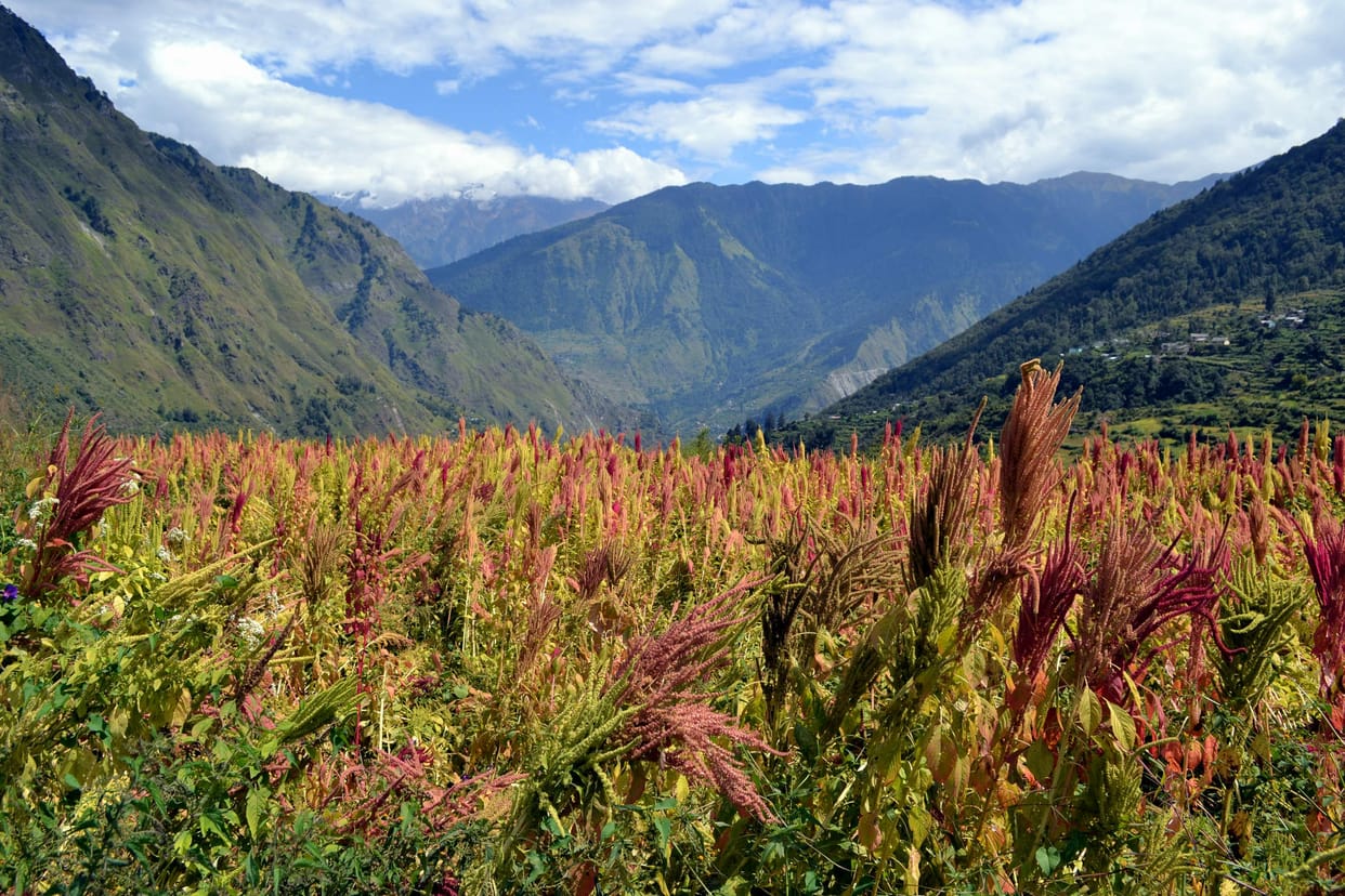 Chamoli in field crop markets demand.