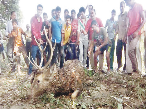 The bullet entered the house from predators injured sambar