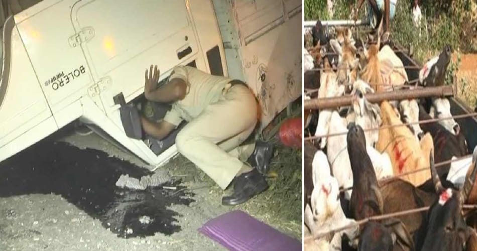 Cow smuggler, Kalanaur outpost, firing on cow protection team members