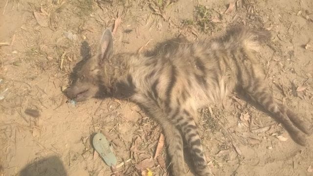 Villagers killed Lkdbgga