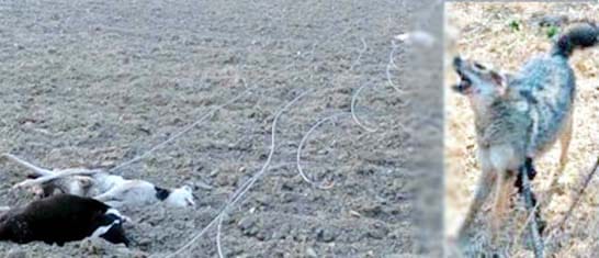six dog died were folling fox