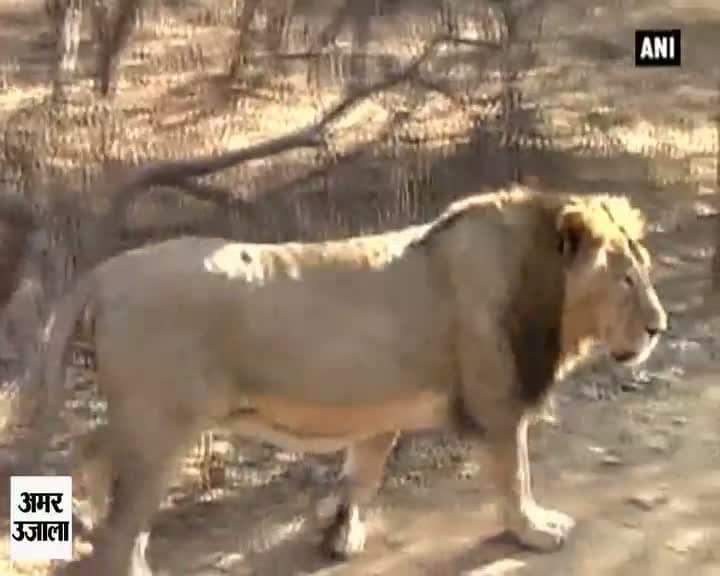 गिर नेश्नल पार्क