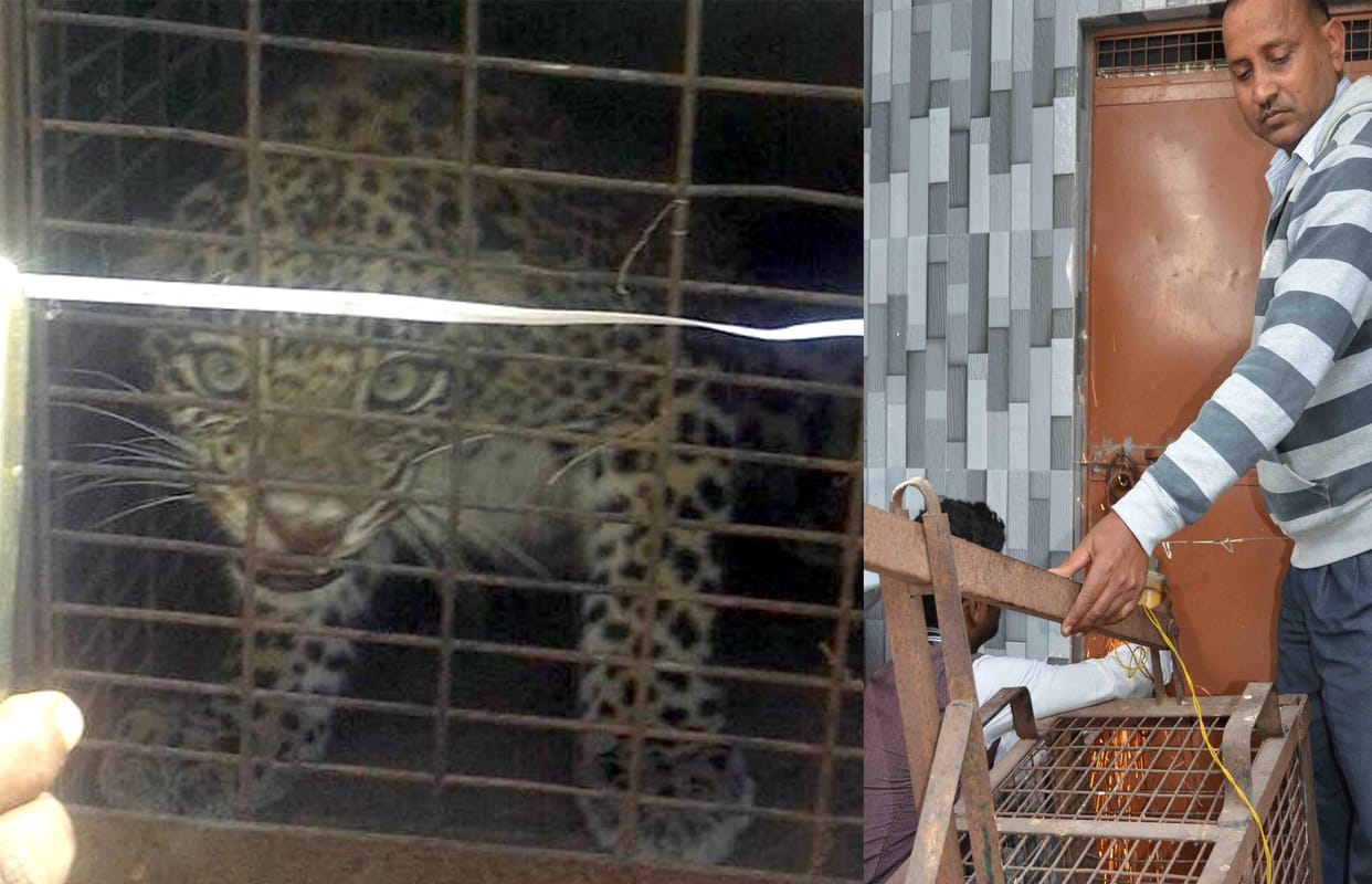 leopard entered in temple.