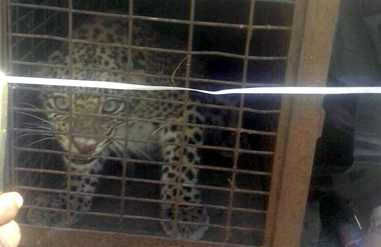 Six animals killed by leopards in a week