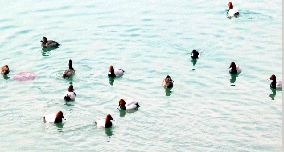 other country birds reach in bsl compound