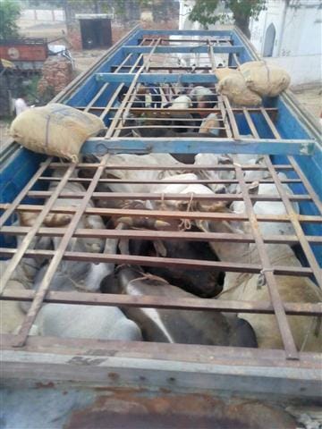 Seized truck in suspicion of beef