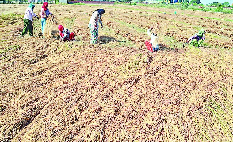 Losses were given rice
