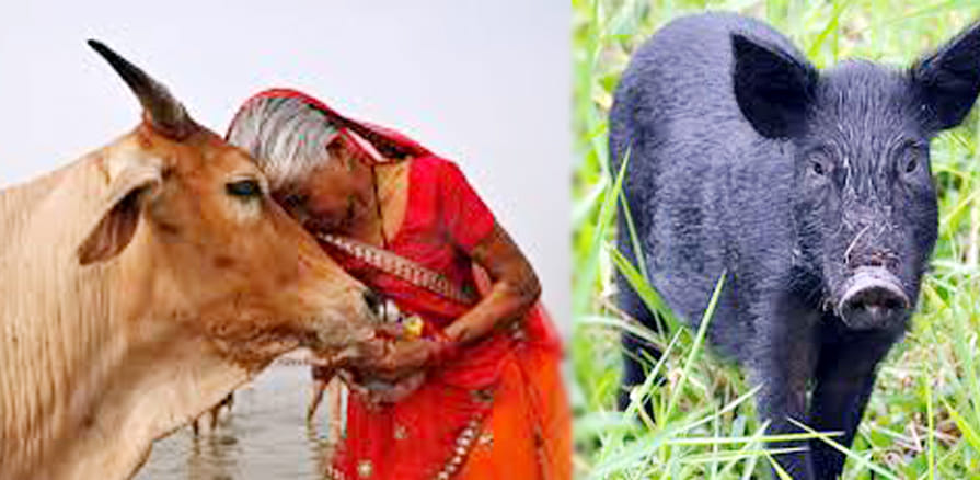 cow wrestling with pigs unique tradition in hameerpur