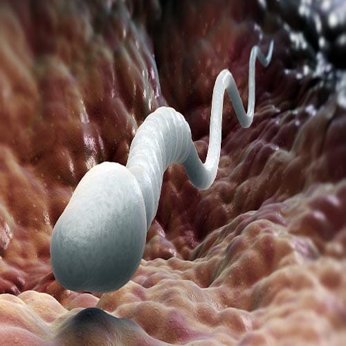 facts You Didn't Know About Sperm