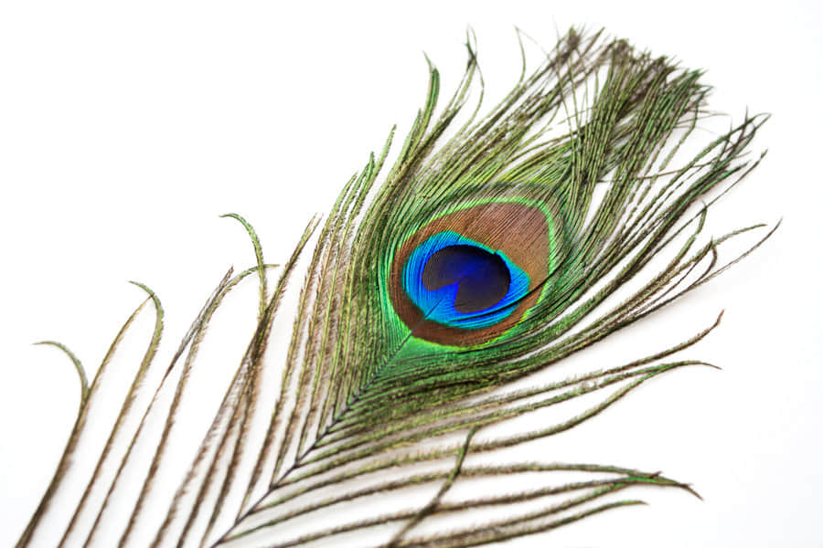 Janmashtami Special 2018: Know 5 Divine Aspects of Krishna Peacock Feathers