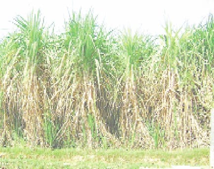 kisan apni mangon par ade
