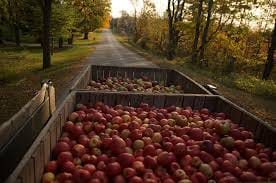 driver run away with truck full of apples, fraud of millions with chandigarh brothers