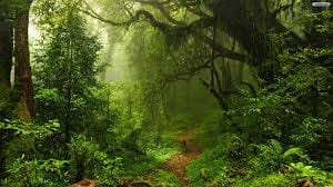 forest plant