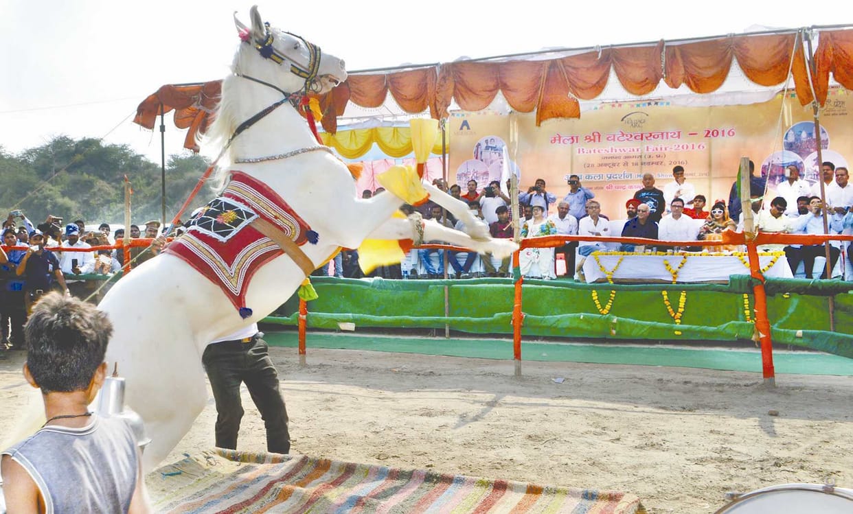 the horse show in bateswhar