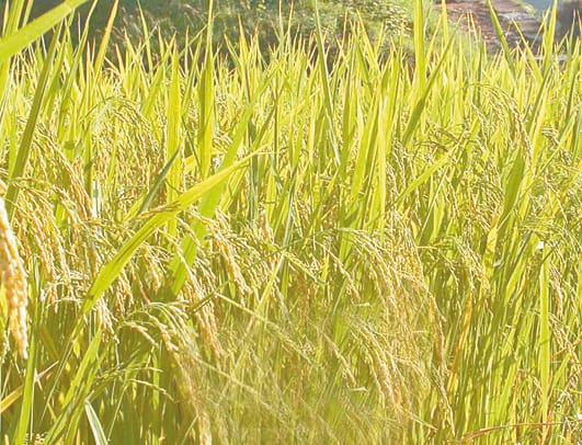 in Mandi cheap dhan, rice costly