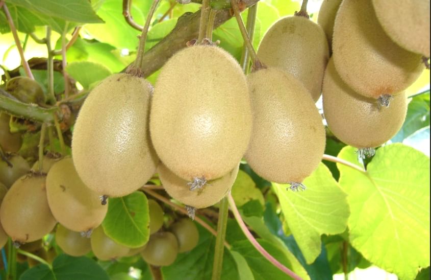 ताजा शोध में खुलासा, डेंगू के मरीजों के लिए रामबाण है ये फल Now Kiwi