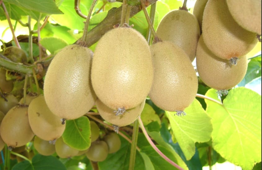 Now Kiwi Fruit will be Used in Treatment of dengue.