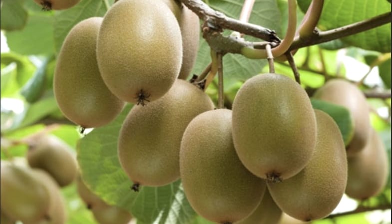 Now Kiwi Fruit will be Used in Treatment of dengue.