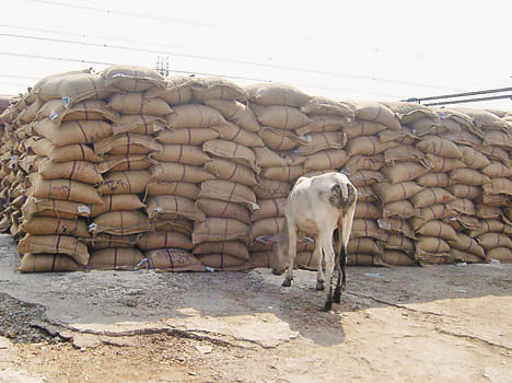 Rice came to the poor doomed