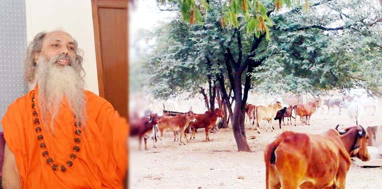 fight for Cowshed property in kanpur