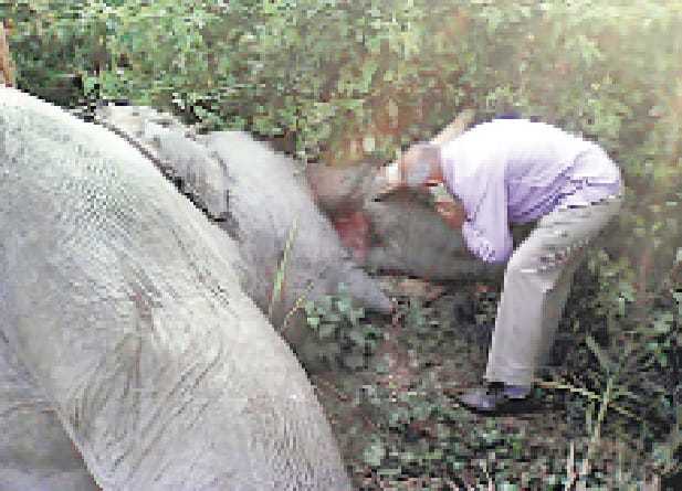 Current death of elephant